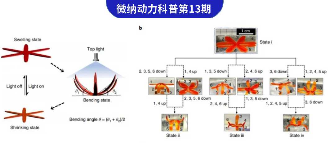 【微科普第13期】《Nature Materials》：一种含肽两亲性（PA）超分子聚合物的杂化水凝胶的设计