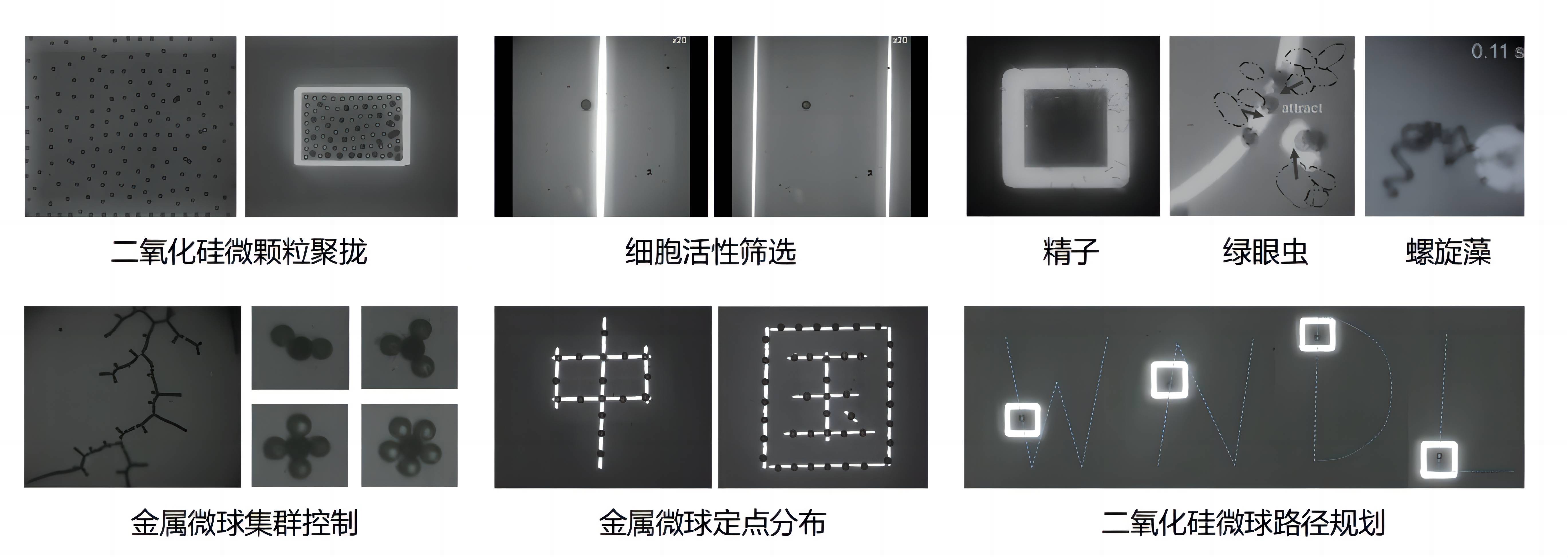 light operator图片(1).jpg